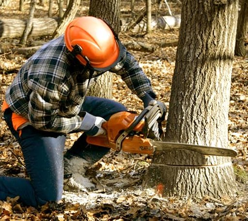Tree Removal in Durham, KS